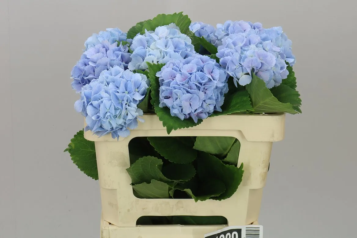 Hyd Lolly Pop Blue • 50 cm