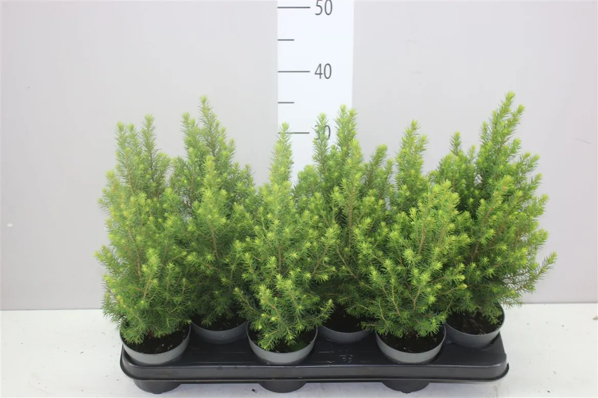Picea Glauca Magnifique • črepník 10,5 cm