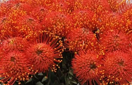 Leucospermum Gold Dust • 40 cm