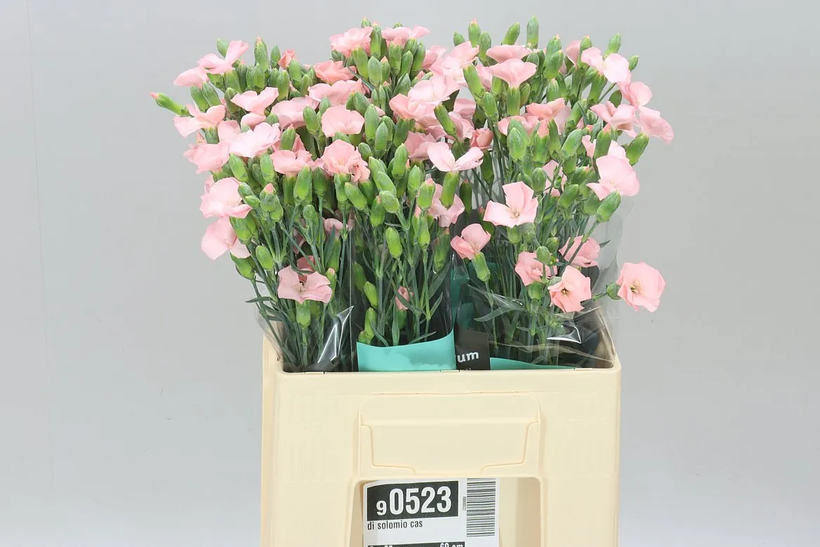 Di Solomio Cas • 60 cm