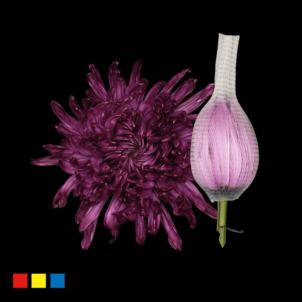 Chryzantéma veľkokvetá Stravina Cassis • 70 cm
