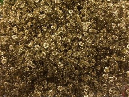 Gypsofila Million Star farbená Gold