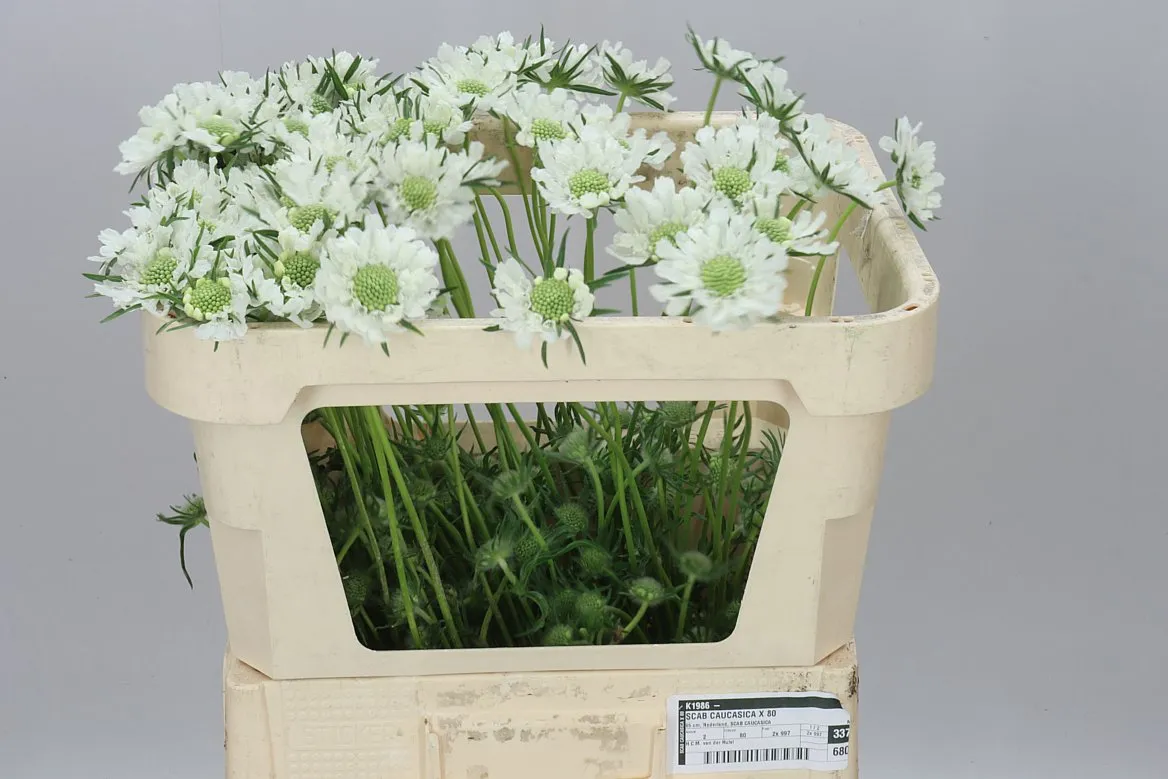 Scabiosa C White • 65 cm