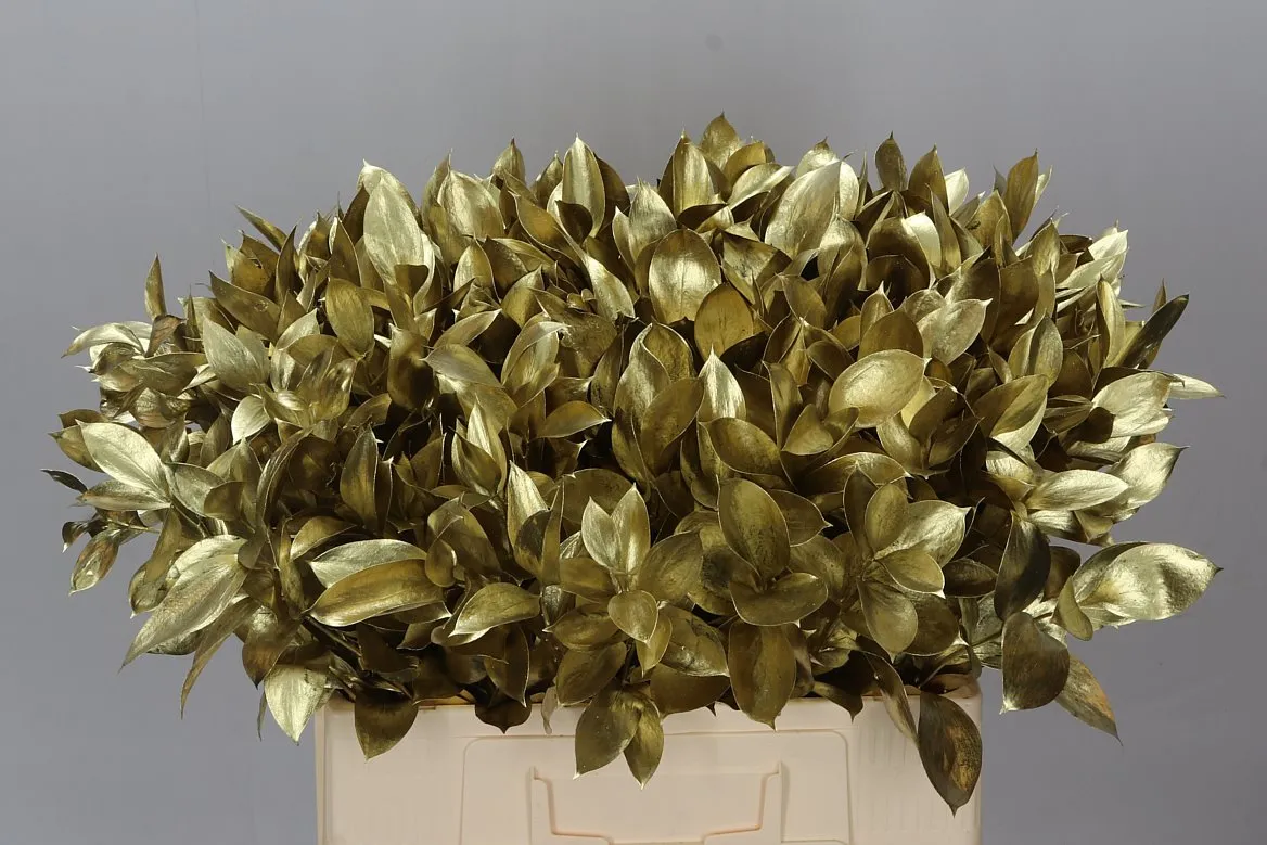 Ruskus farbený Gold • 60 cm