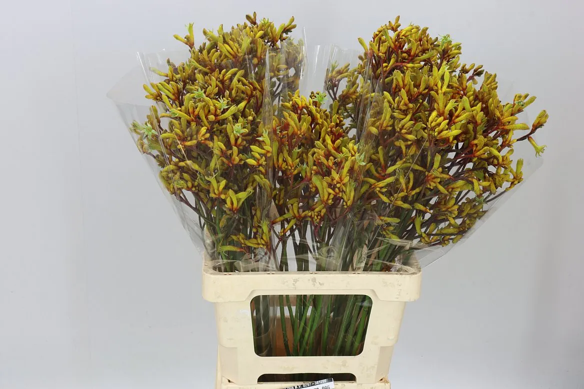 Anigozanthos Gold Fever • 70 cm