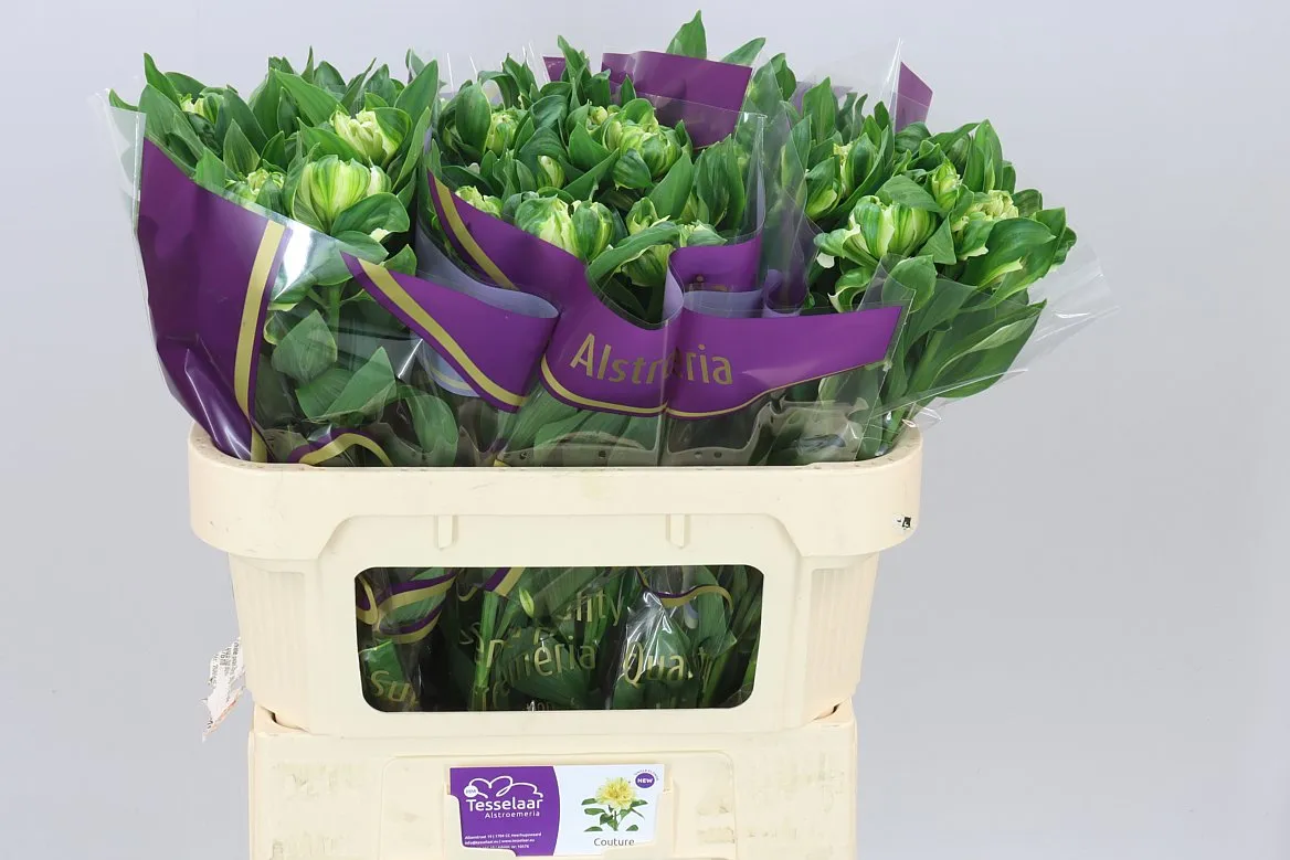 Alstro Fashionista Cotour • 70 cm