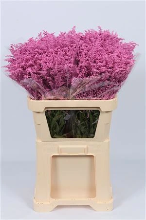 Solidago farbená Cerise • 80 cm