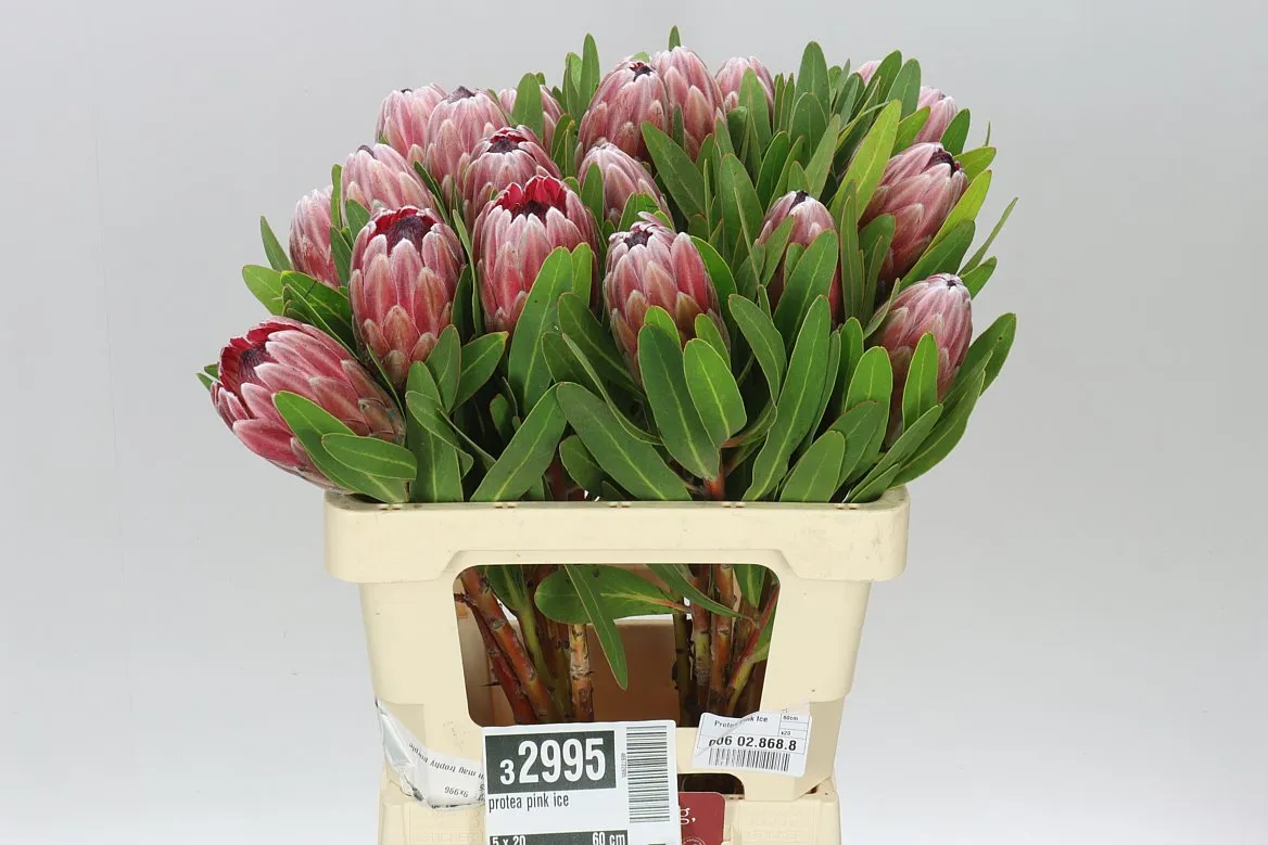 Protea Pink Ice • 60 cm