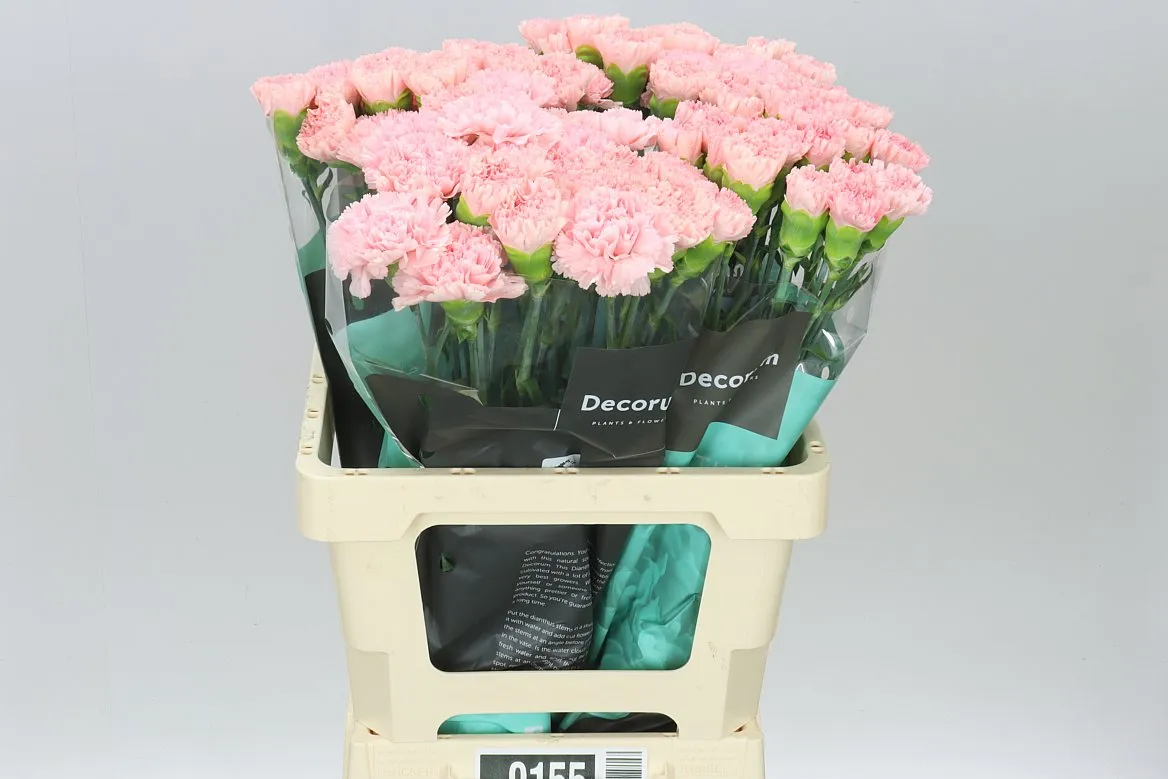 Di Hol. St Jodie • 60 cm