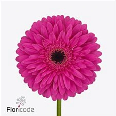 Gerbera Madeira • 45 cm