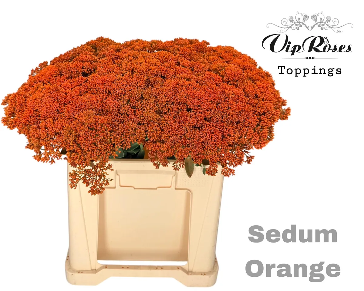Sedum Orange • 55 cm