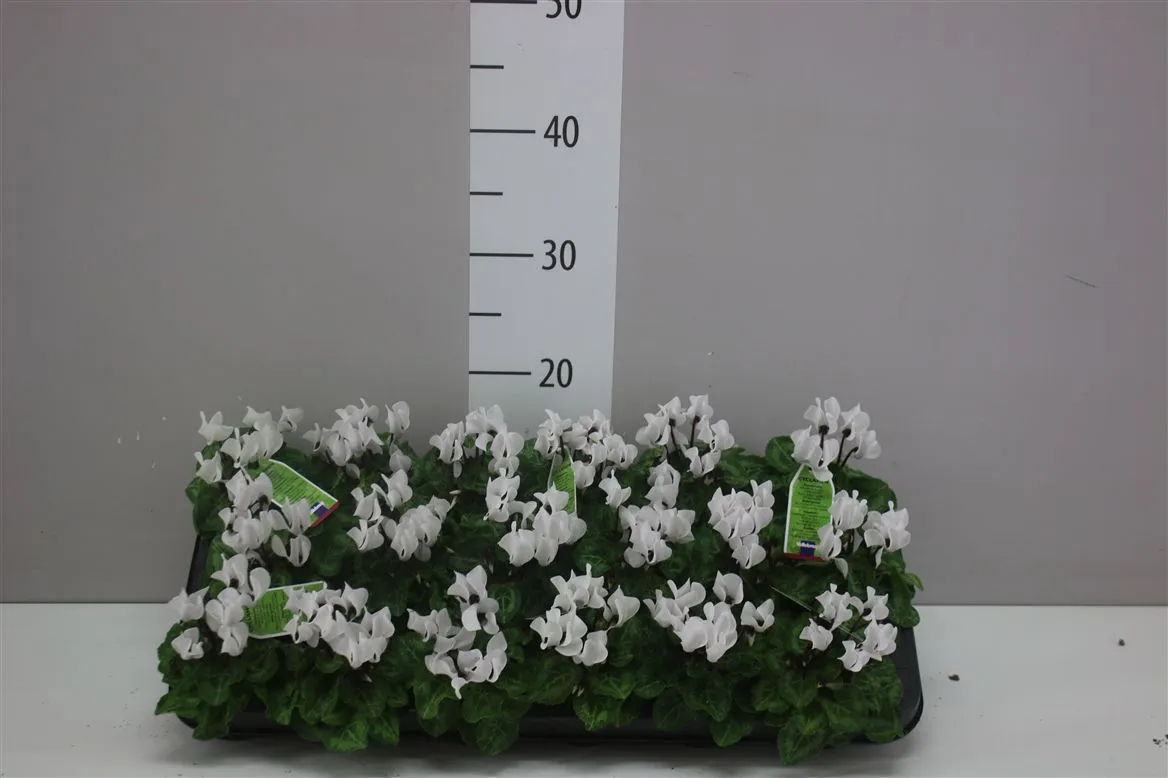 Cyklámen malokvetý Micro biely • črepník 6 cm