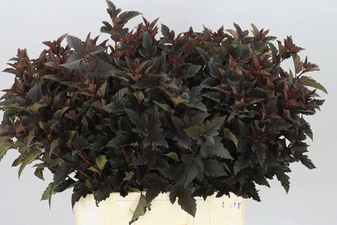 Physocarpia Red Leaf • 60 cm