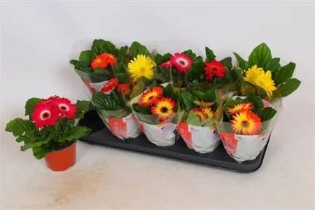 Gerbera C G mix 2+ • črepník 12 cm