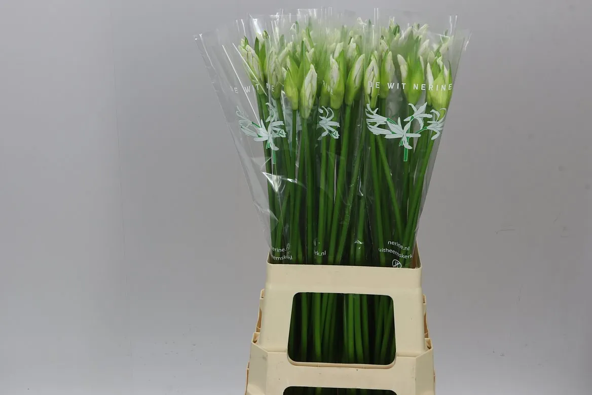 Nerine Bo Biancaneve • 60 cm