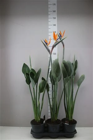 Strelícia Reginae 1+ Flower • črepník 19 cm