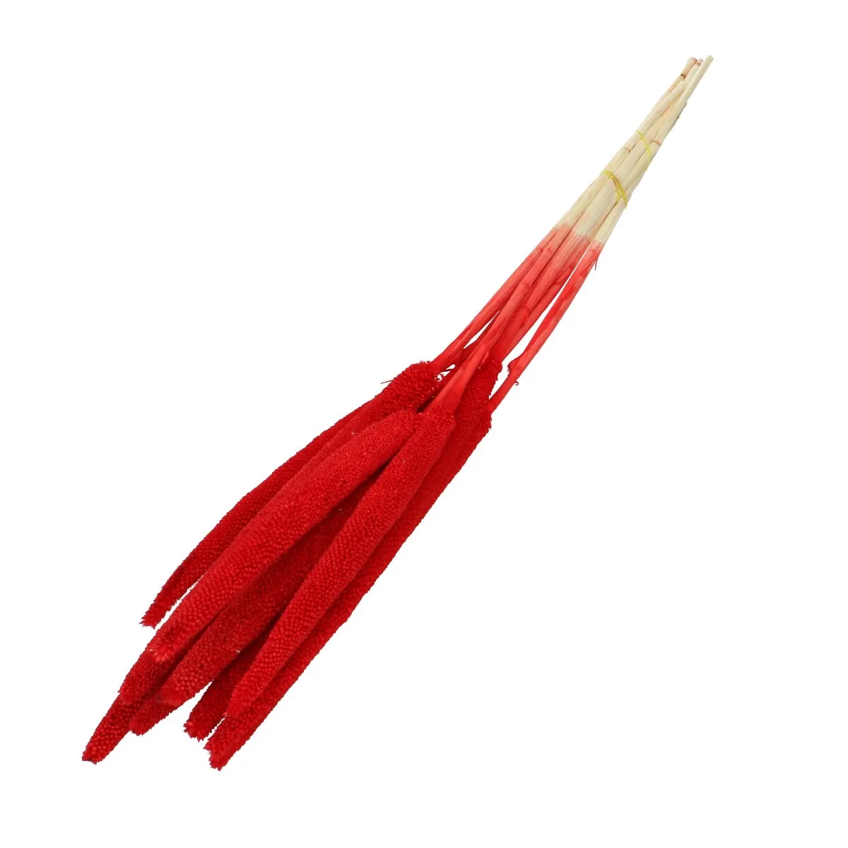 Sušená babala červená 65 cm