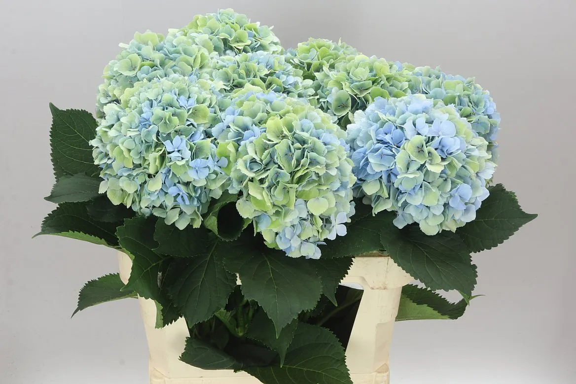 Hortenzia Verena Blue Classic • 80 cm