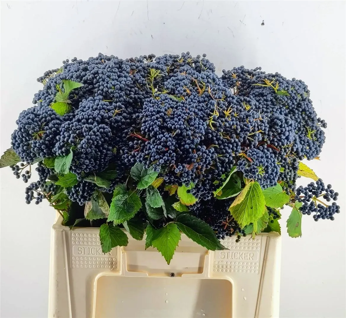 Viburnum Dark Blue Hermania A2 • 60 cm