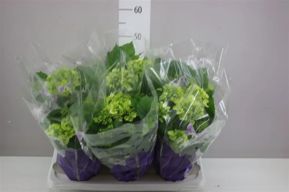 Hydrangea Schneeball 5-7 A2 • črepník 14 cm