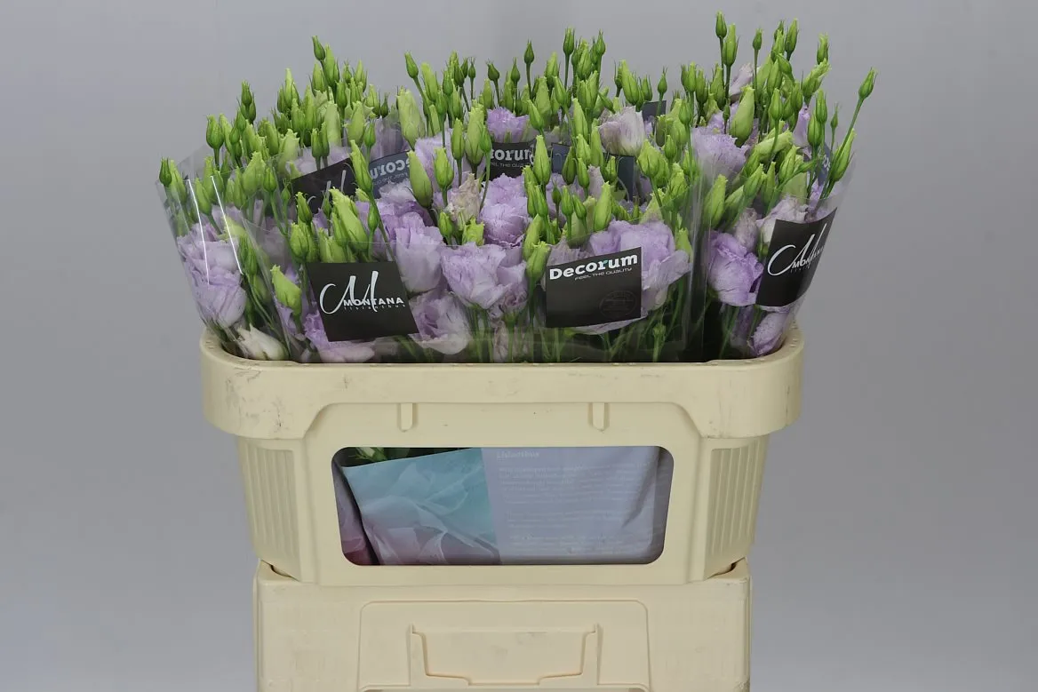 Eustóma plnokvetá Stracciatella Lavendel • 72 cm