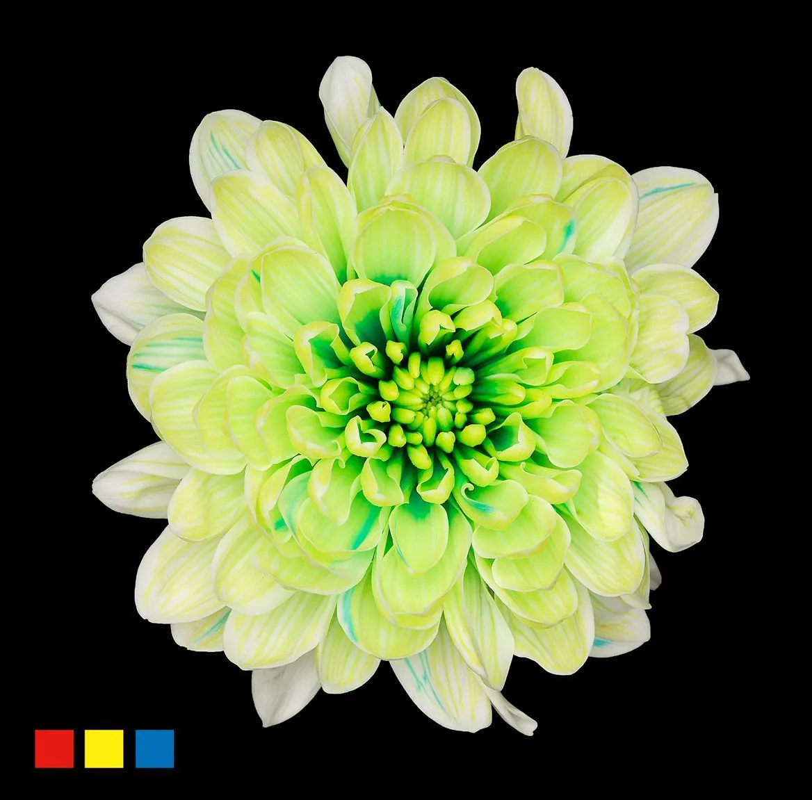 Chryzantéma trsová Altaj Brazil • 70 cm