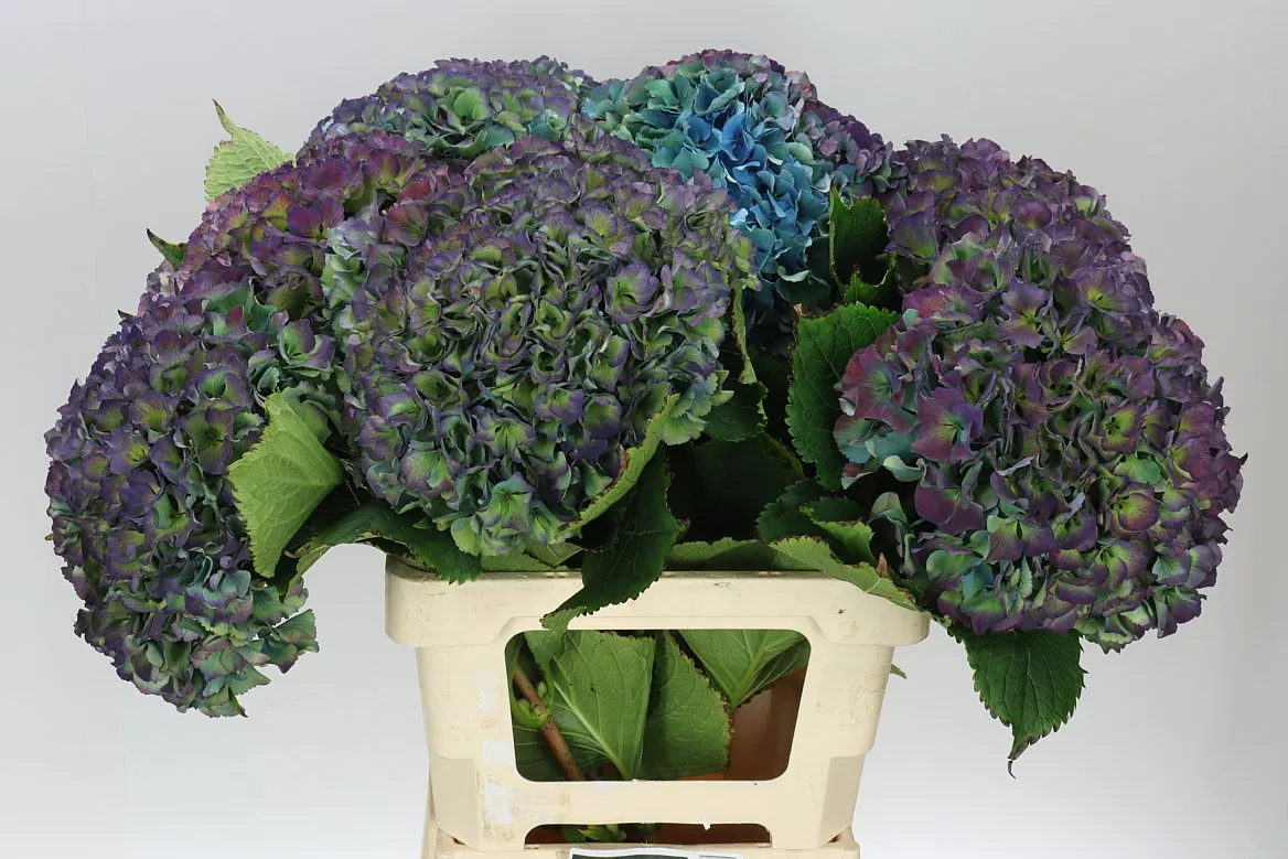 Hydrangea Parade Classic • 60 cm