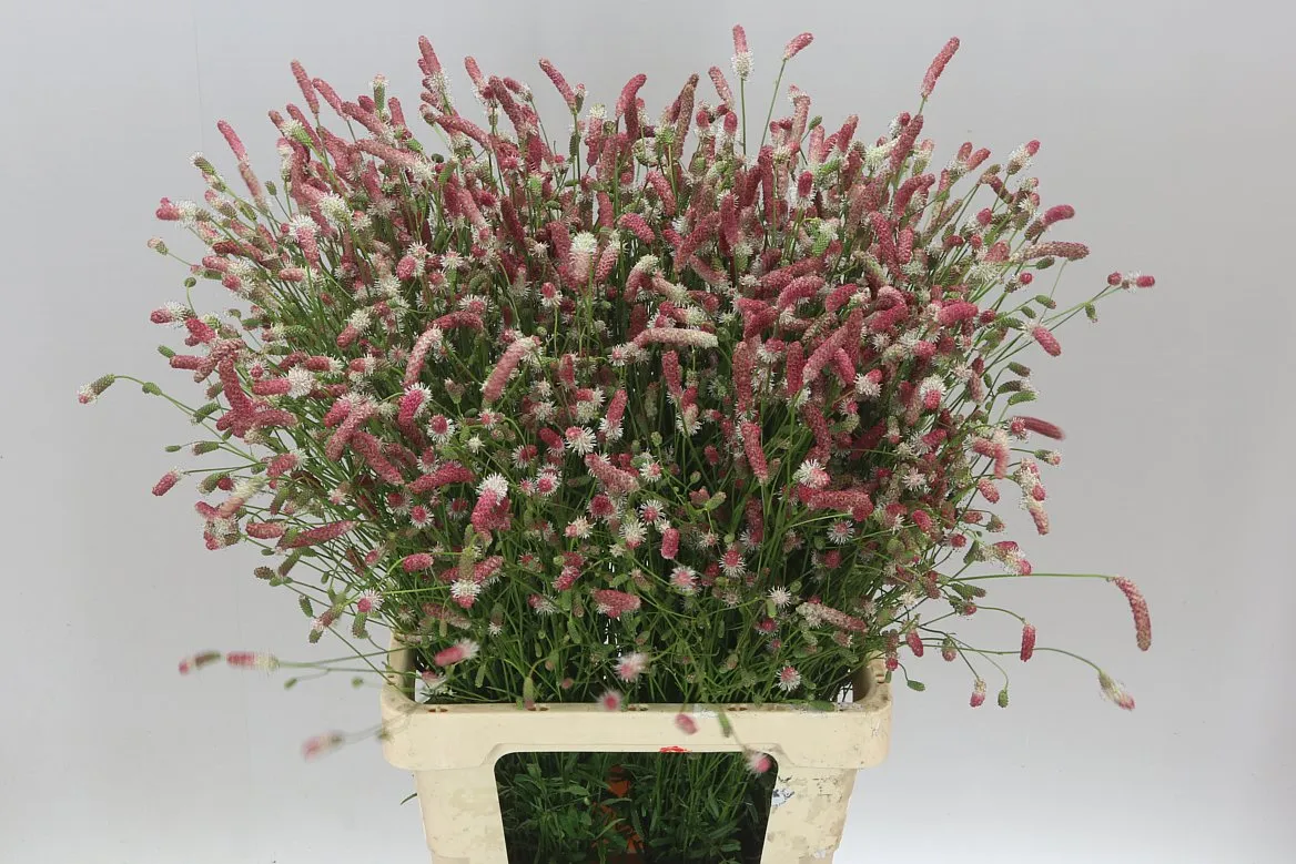 Sanguisorba Off Pink Tann A2 • 75 cm