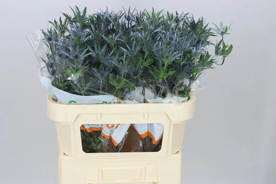 Eryngium Blue Lagoon • 70 cm