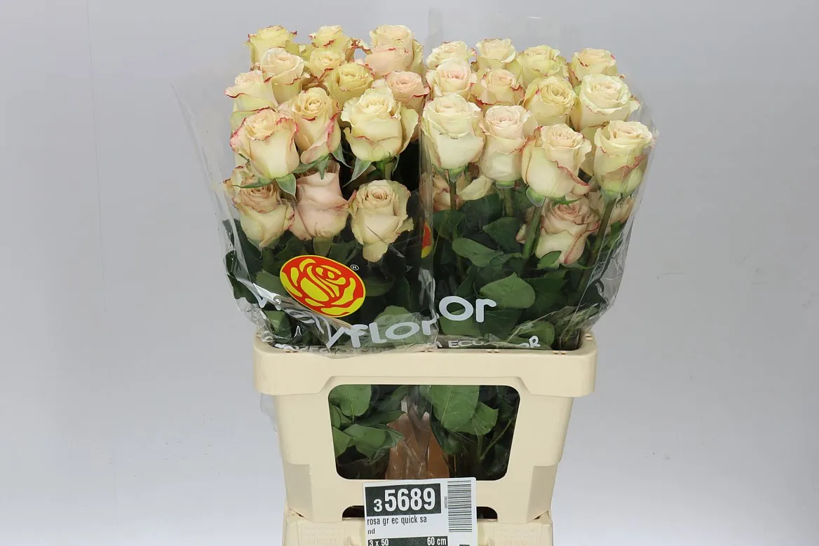 Rosa Gr Ec Quick Sand • 60 cm