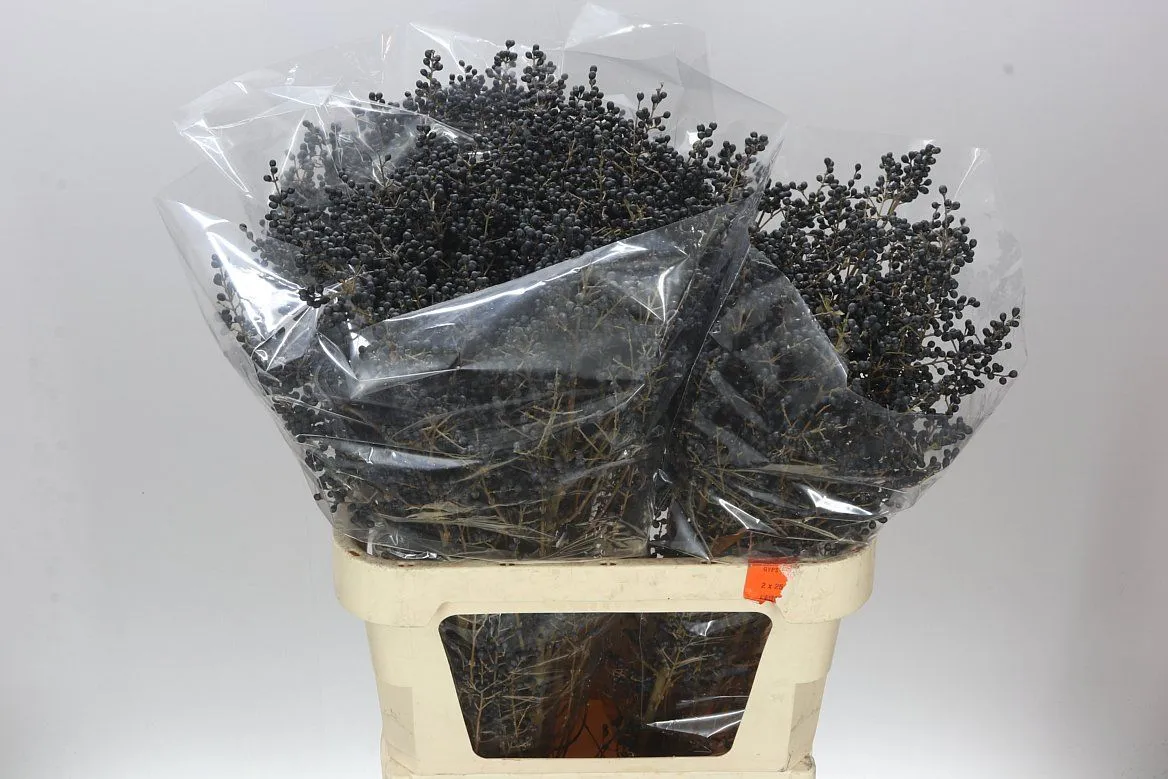 Ligustrum Libelle • 60 cm