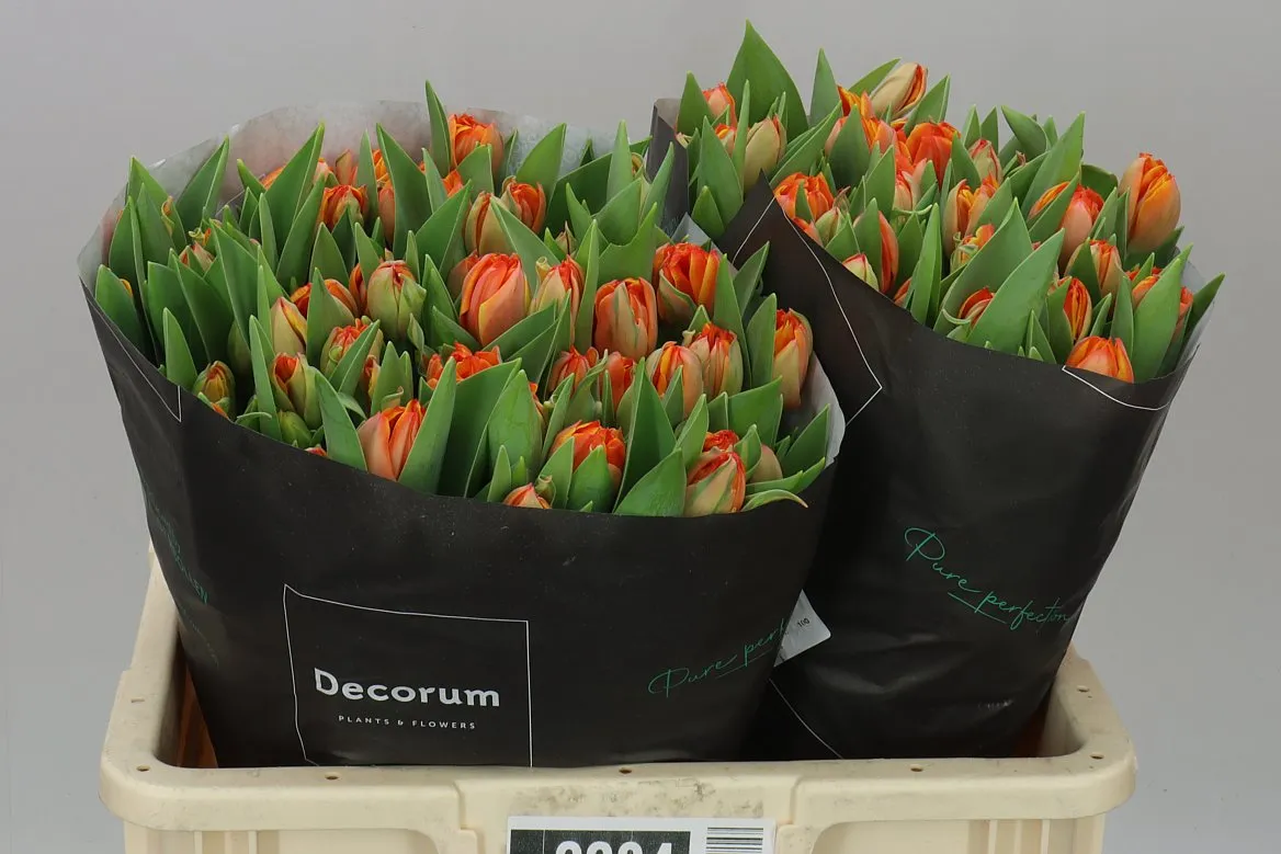 Tulipán plnokvetý Queensday • 46 cm