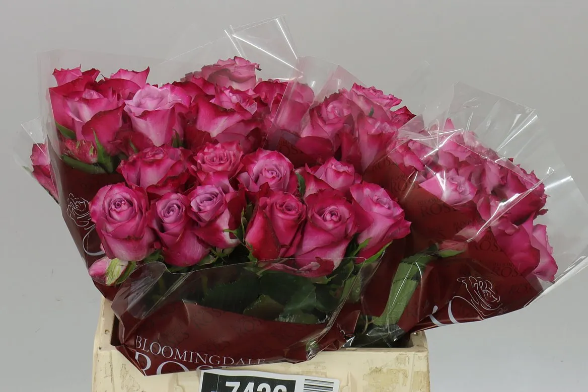 Rosa Gr Deep Purple • 40 cm