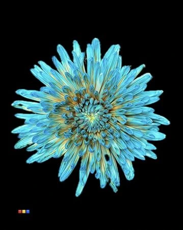 Chryzantéma veľkokvetá Topspin Blue Bay • 70 cm