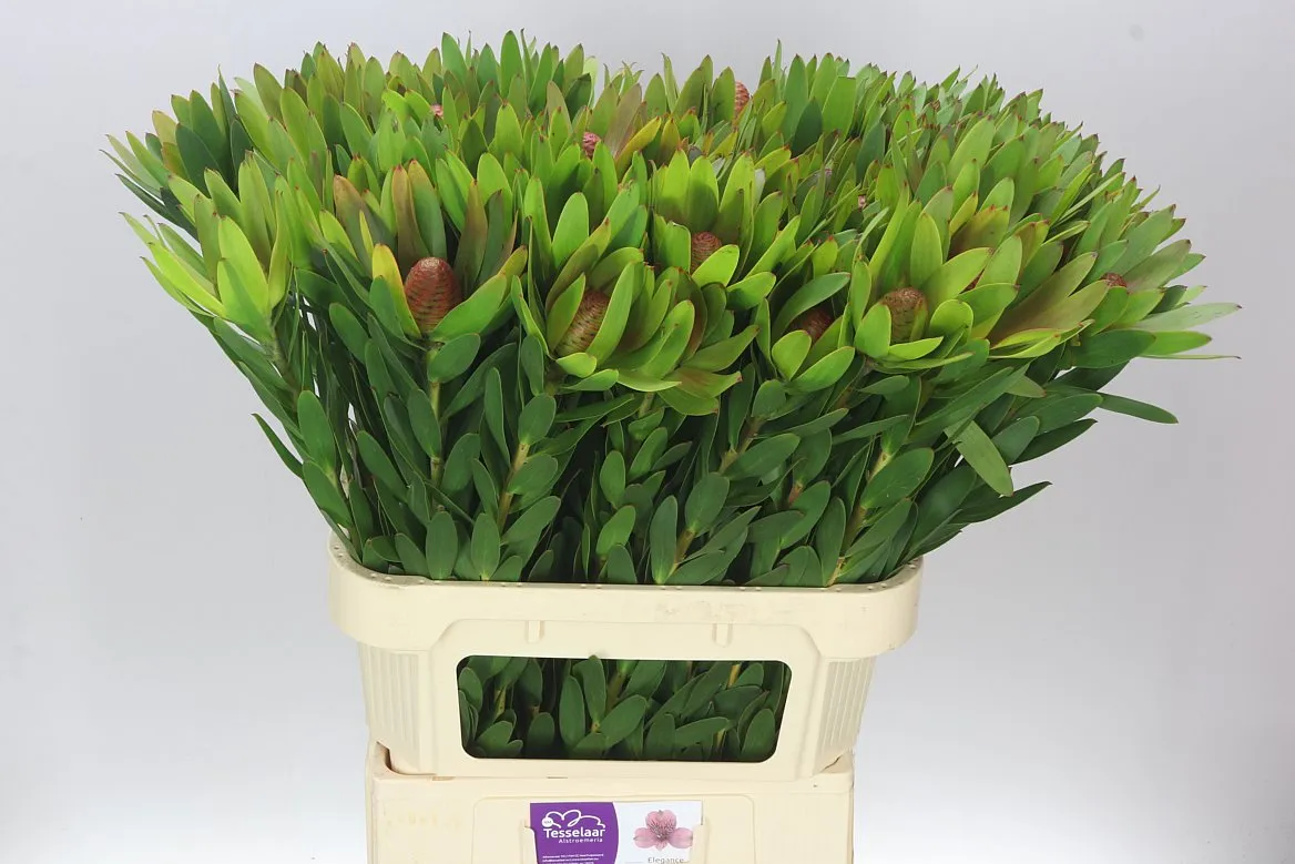 Leucadendron Ayoba Sky • 80 cm