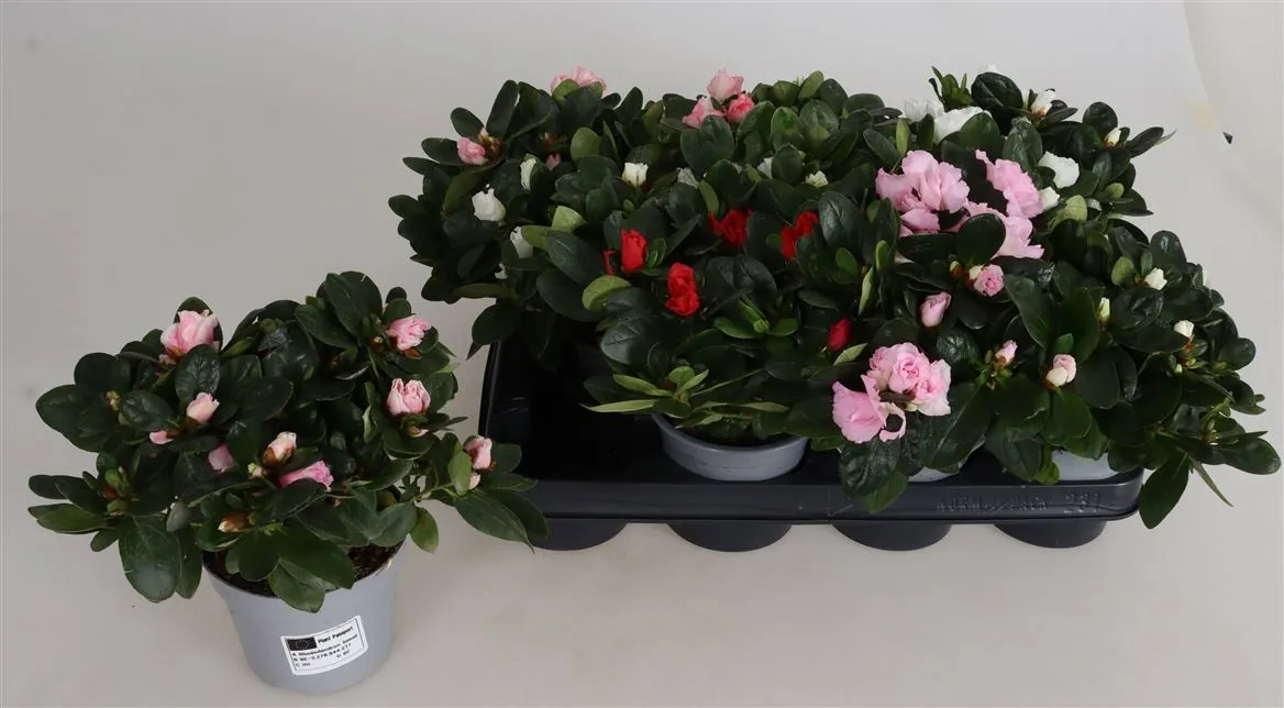 Rhododendron Si Gemengd • črepník 10,5 cm