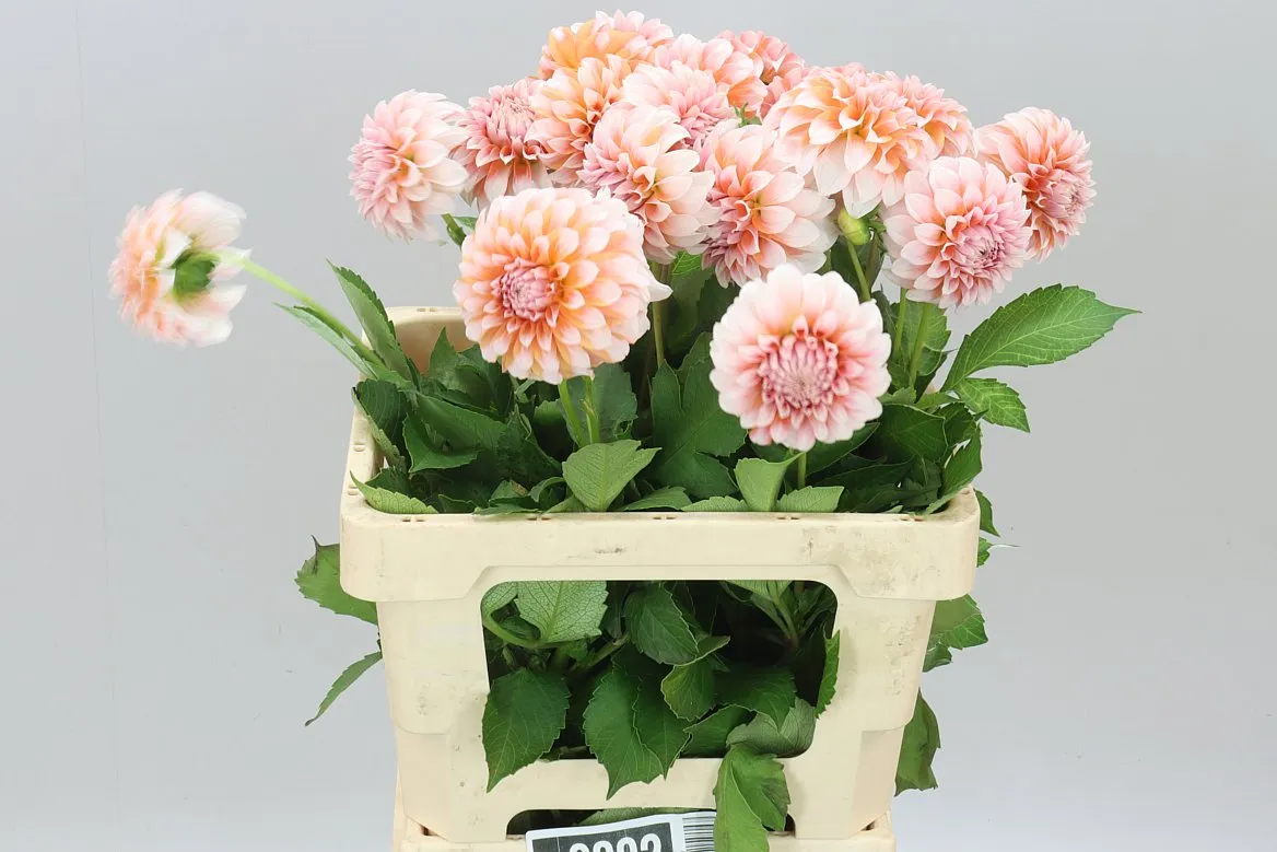 Dahlia Peaches • 60 cm