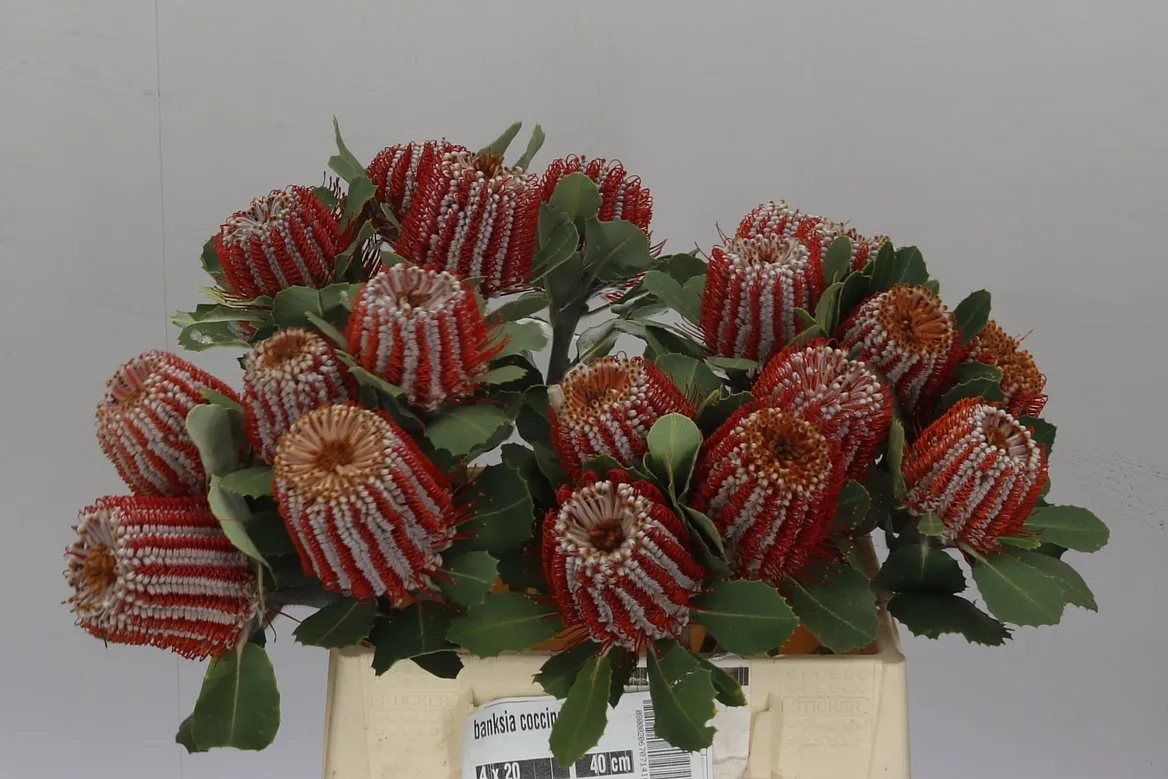 Banksia Coccinea • 40 cm
