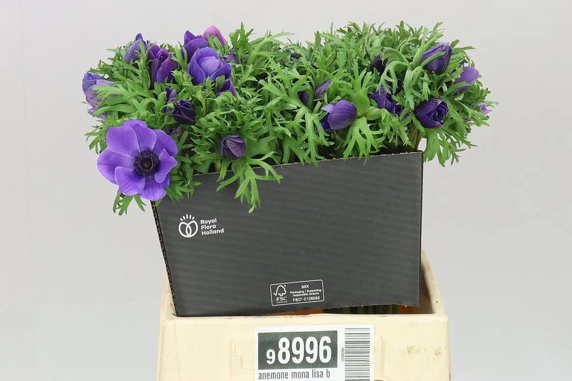 Sasanka Mona Lisa Blue • 40 cm