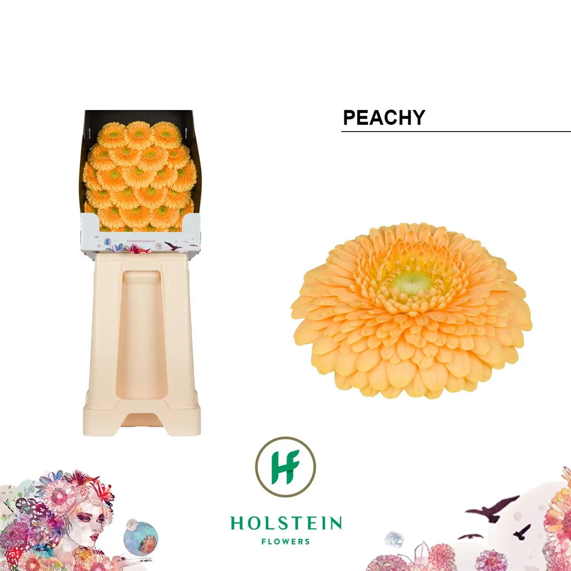 Germ D P Peachy • 55 cm