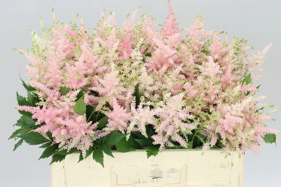Astilbe Europa • 55 cm
