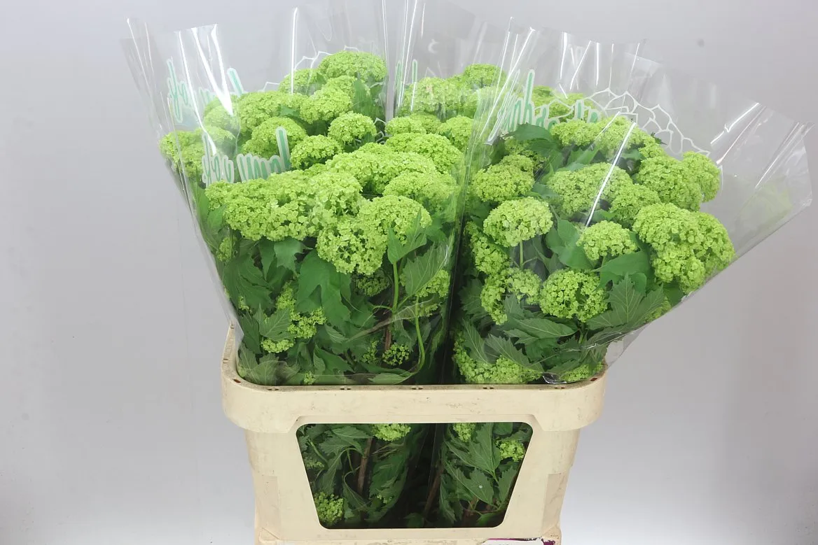 Viburnum Roseum Ex • 80 cm
