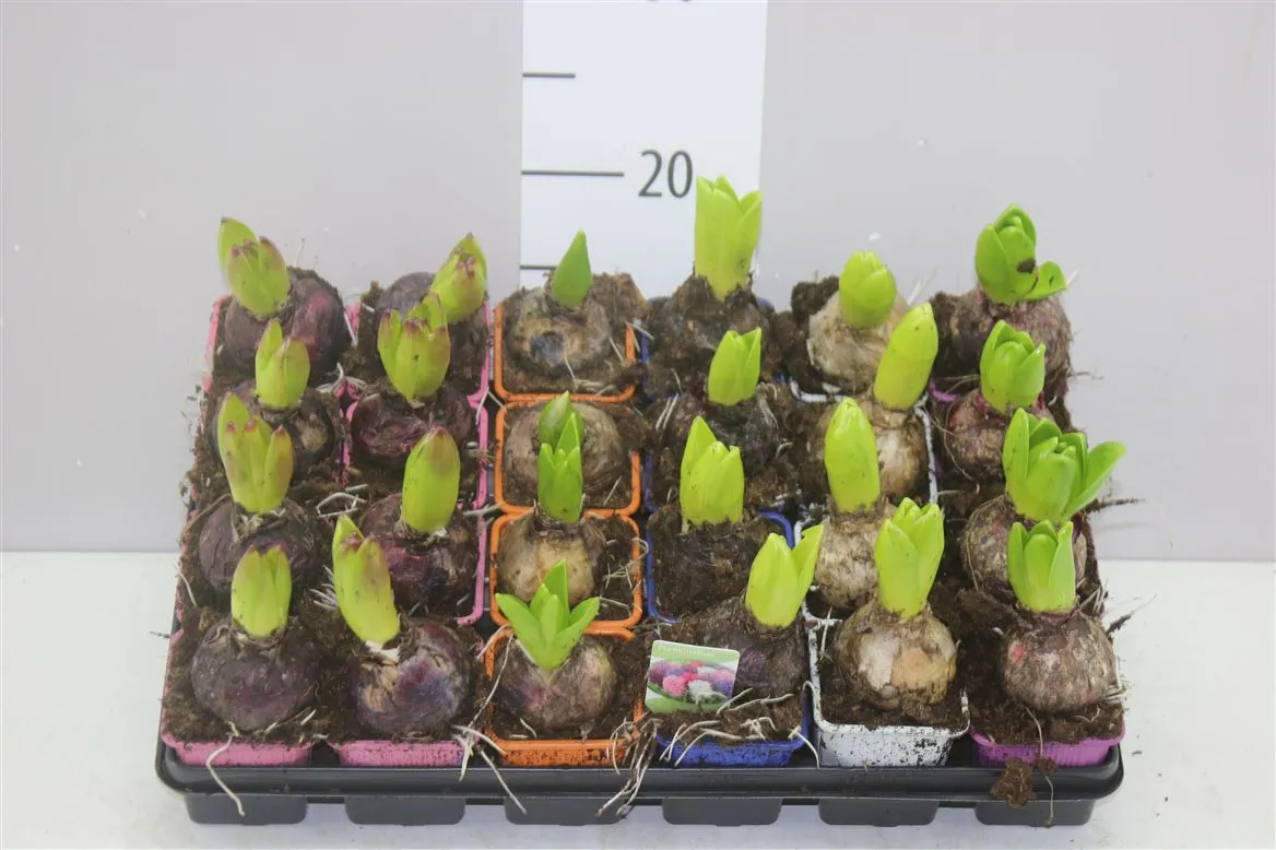 Hyacinthus Gemengd 1pp • črepník 7 cm