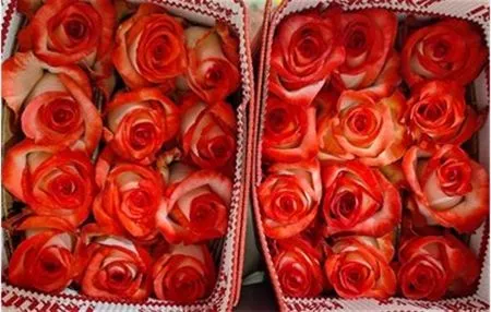 Rosa Gr Ec Blush • 40 cm