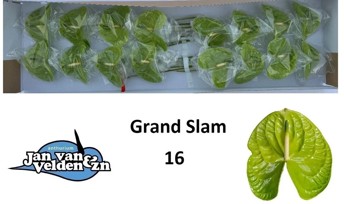 Anth Grand Slam