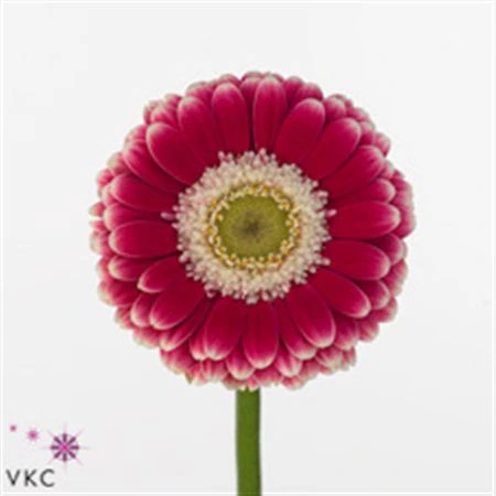 Germini Cassis • 45 cm