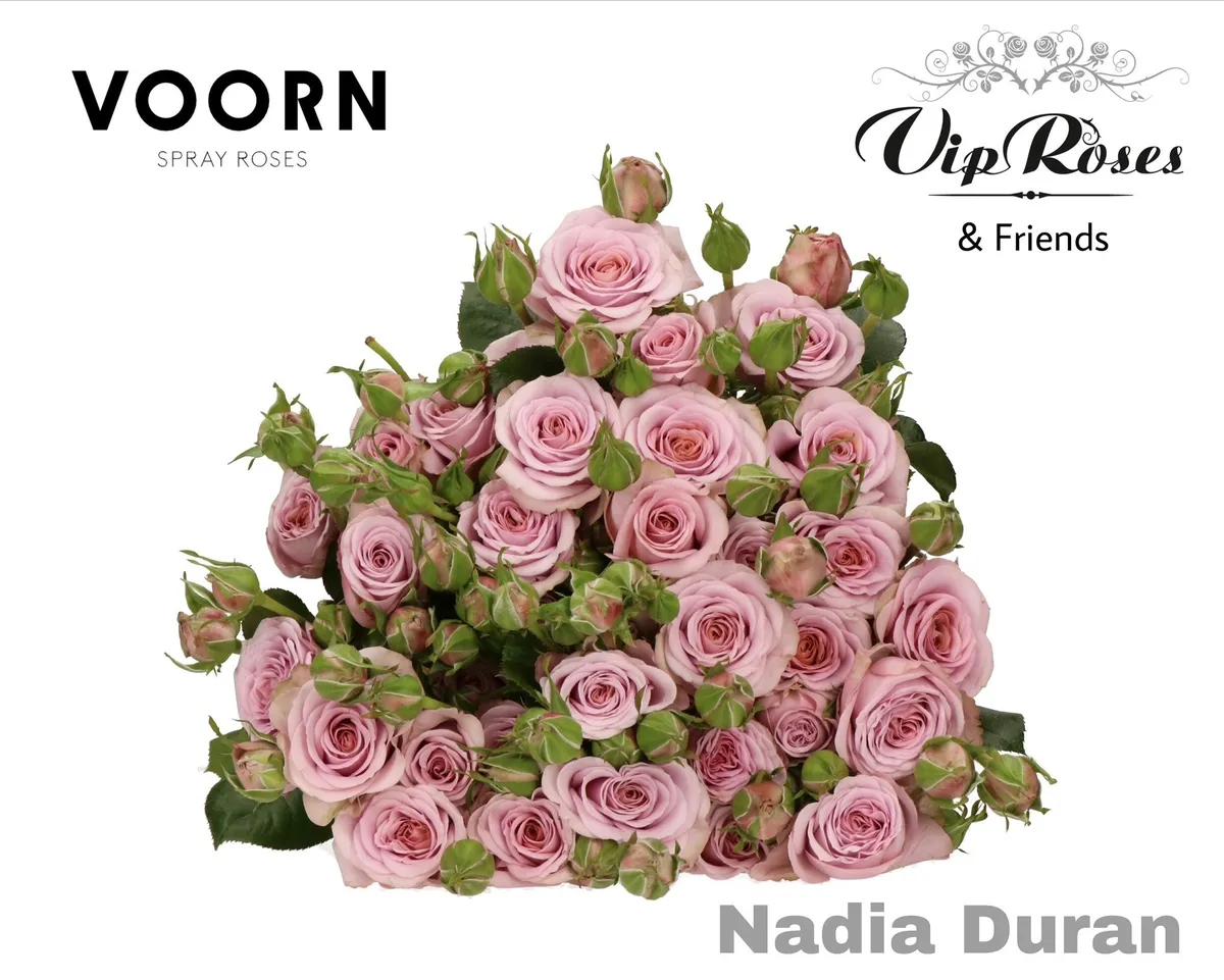 R Tr Nadia Duran • 60 cm