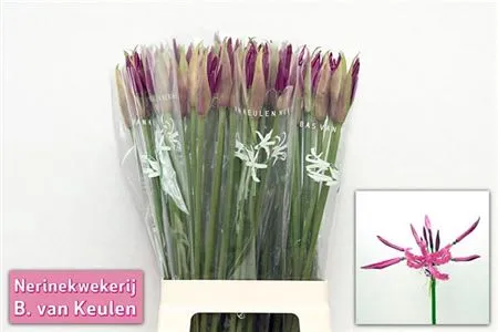 Nerine Bo Mister Nick • 60 cm