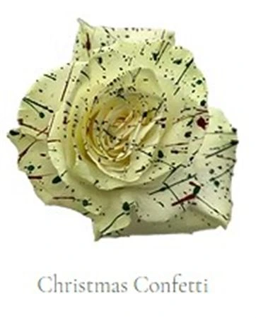 Ruža farbená Christmas Confetti, Ekvádor • 50 cm