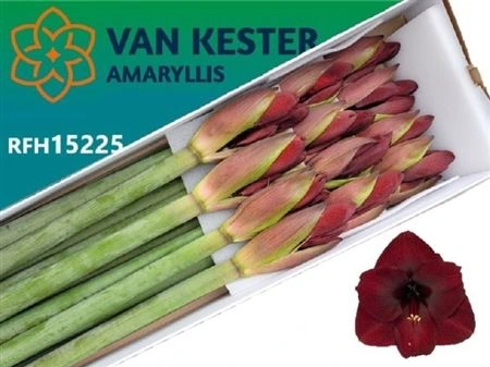 Amarylis Night Fever • 80 cm